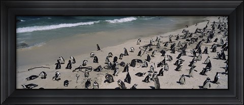 Framed Colony of Jackass penguins (Spheniscus demersus) on the beach, Boulder Beach, Simon&#39;s Town, Western Cape Province, South Africa Print