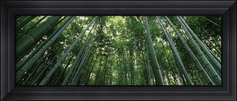 Framed Low angle view of bamboo trees, Arashiyama, Kyoto Prefecture, Kinki Region, Honshu, Japan Print