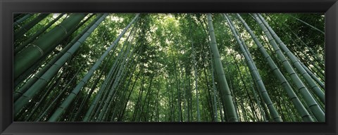 Framed Low angle view of bamboo trees, Arashiyama, Kyoto Prefecture, Kinki Region, Honshu, Japan Print