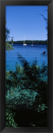 Framed Sailboats in the ocean, Kingdom of Tonga, Vava&#39;u Group of Islands, South Pacific Print