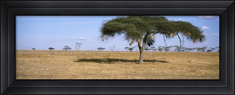 Framed Acacia trees with weaver bird nests, Antelope and Zebras, Serengeti National Park, Tanzania Print