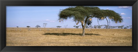 Framed Acacia trees with weaver bird nests, Antelope and Zebras, Serengeti National Park, Tanzania Print