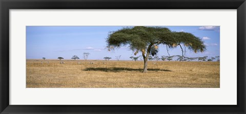 Framed Acacia trees with weaver bird nests, Antelope and Zebras, Serengeti National Park, Tanzania Print