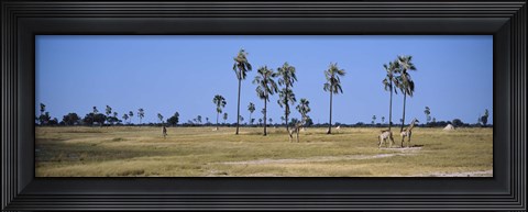 Framed Giraffes (Giraffa camelopardalis) in a national park, Hwange National Park, Matabeleland North, Zimbabwe Print