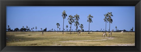 Framed Giraffes (Giraffa camelopardalis) in a national park, Hwange National Park, Matabeleland North, Zimbabwe Print