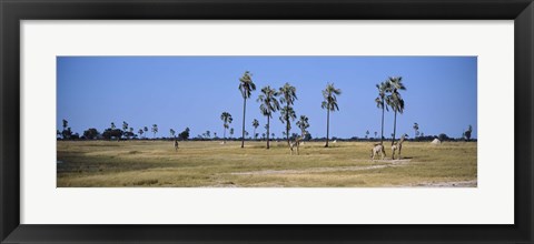 Framed Giraffes (Giraffa camelopardalis) in a national park, Hwange National Park, Matabeleland North, Zimbabwe Print