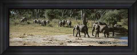 Framed African elephants (Loxodonta africana) in a forest, Hwange National Park, Matabeleland North, Zimbabwe Print