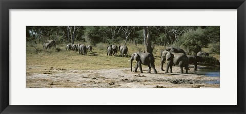 Framed African elephants (Loxodonta africana) in a forest, Hwange National Park, Matabeleland North, Zimbabwe Print