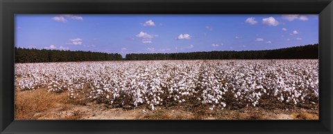 Framed Cotton crops in a field, Georgia, USA Print