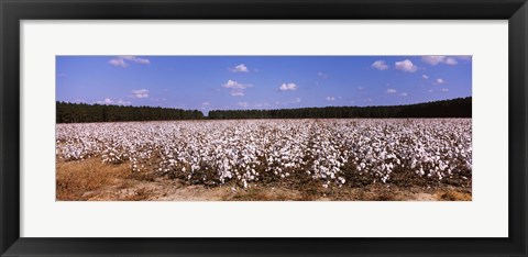 Framed Cotton crops in a field, Georgia, USA Print