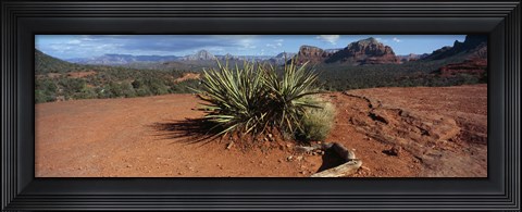 Framed Yucca plant growing in a rocky field, Sedona, Coconino County, Arizona, USA Print