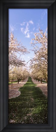 Framed Almond trees in an orchard, Central Valley, California, USA Print