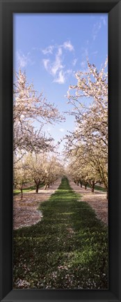 Framed Almond trees in an orchard, Central Valley, California, USA Print