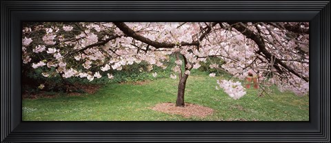 Framed Cherry Blossom tree in a park, Golden Gate Park, San Francisco, California, USA Print