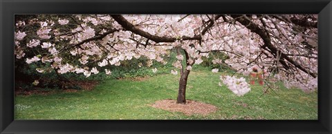 Framed Cherry Blossom tree in a park, Golden Gate Park, San Francisco, California, USA Print