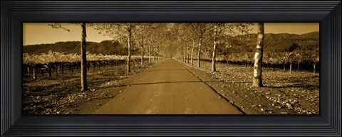Framed Trees along a road, Beaulieu Vineyard, Rutherford, Napa Valley, Napa, Napa County, California, USA Print