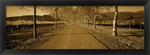 Framed Trees along a road, Beaulieu Vineyard, Rutherford, Napa Valley, Napa, Napa County, California, USA Print