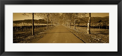 Framed Trees along a road, Beaulieu Vineyard, Rutherford, Napa Valley, Napa, Napa County, California, USA Print