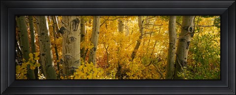 Framed Aspen trees in a forest, Californian Sierra Nevada, California, USA Print