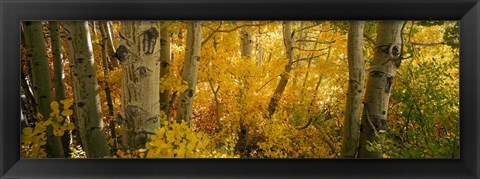 Framed Aspen trees in a forest, Californian Sierra Nevada, California, USA Print