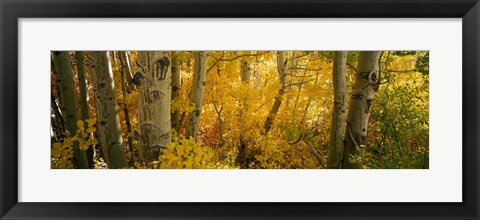 Framed Aspen trees in a forest, Californian Sierra Nevada, California, USA Print