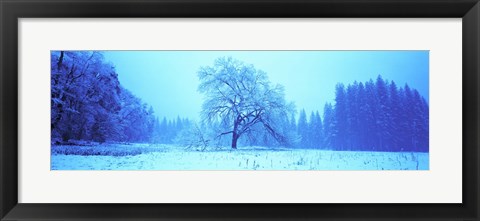 Framed Trees in a snow covered landscape, Yosemite Valley, Yosemite National Park, Mariposa County, California, USA Print