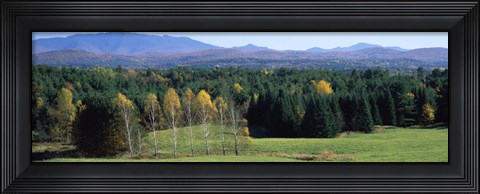 Framed Trees in a forest, Stowe, Lamoille County, Vermont, USA Print