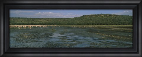 Framed Flock of flamingos in a lake, Lake Nakuru, Great Rift Valley, Lake Nakuru National Park, Kenya Print