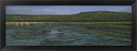 Framed Flock of flamingos in a lake, Lake Nakuru, Great Rift Valley, Lake Nakuru National Park, Kenya Print