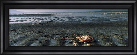 Framed Dead flamingo at the lakeside, Lake Nakuru, Great Rift Valley, Lake Nakuru National Park, Kenya Print