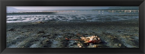 Framed Dead flamingo at the lakeside, Lake Nakuru, Great Rift Valley, Lake Nakuru National Park, Kenya Print