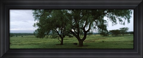 Framed Trees on a landscape, Lake Nakuru National Park, Great Rift Valley, Kenya Print