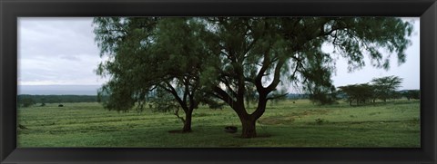 Framed Trees on a landscape, Lake Nakuru National Park, Great Rift Valley, Kenya Print