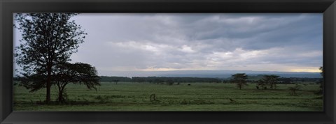 Framed Lake Nakuru National Park, Great Rift Valley, Kenya Print