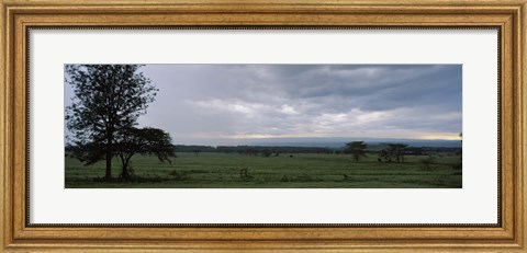 Framed Lake Nakuru National Park, Great Rift Valley, Kenya Print