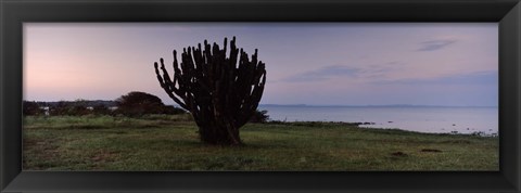 Framed Silhouette of a cactus at the lakeside, Lake Victoria, Great Rift Valley, Kenya Print