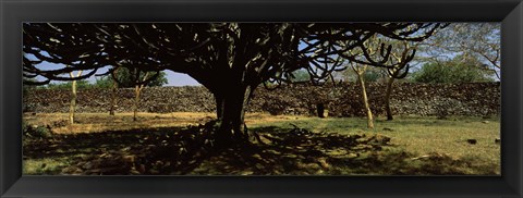 Framed Trees in a field with a stone wall in the background, Thimlich Ohinga, Lake Victoria, Great Rift Valley, Kenya Print