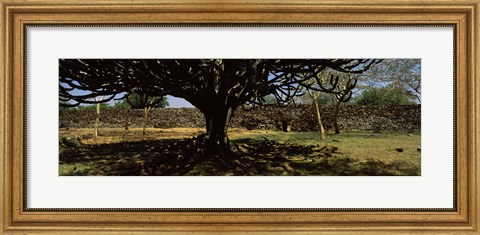 Framed Trees in a field with a stone wall in the background, Thimlich Ohinga, Lake Victoria, Great Rift Valley, Kenya Print