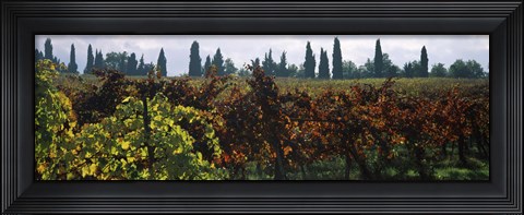 Framed Vineyards with trees in the background, Apennines, Emilia-Romagna, Italy Print