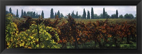 Framed Vineyards with trees in the background, Apennines, Emilia-Romagna, Italy Print