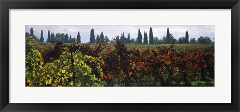 Framed Vineyards with trees in the background, Apennines, Emilia-Romagna, Italy Print