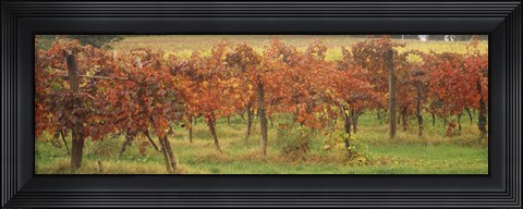 Framed Vineyard on a landscape, Apennines, Emilia-Romagna, Italy Print