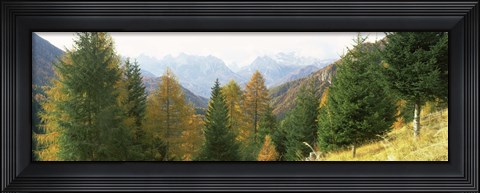 Framed Larch trees with a mountain range in the background, Dolomites, Cadore, Province of Belluno, Veneto, Italy Print