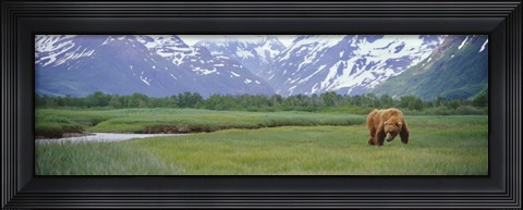 Framed Grizzly bear grazing in a field, Kukak Bay, Katmai National Park, Alaska Print