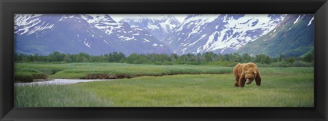 Framed Grizzly bear grazing in a field, Kukak Bay, Katmai National Park, Alaska Print