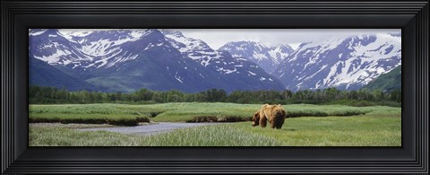 Framed Kukak Bay, Katmai National Park, Alaska Print