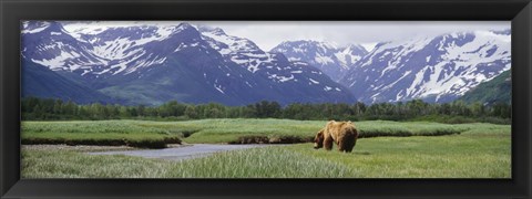 Framed Kukak Bay, Katmai National Park, Alaska Print