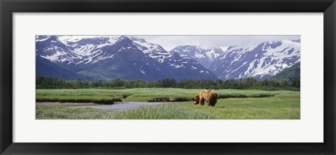 Framed Kukak Bay, Katmai National Park, Alaska Print