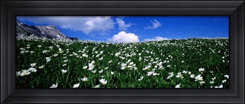 Framed White flowers in a field, French Riviera, Provence-Alpes-Cote d&#39;Azur, France Print
