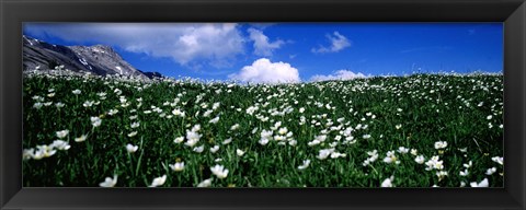 Framed White flowers in a field, French Riviera, Provence-Alpes-Cote d&#39;Azur, France Print